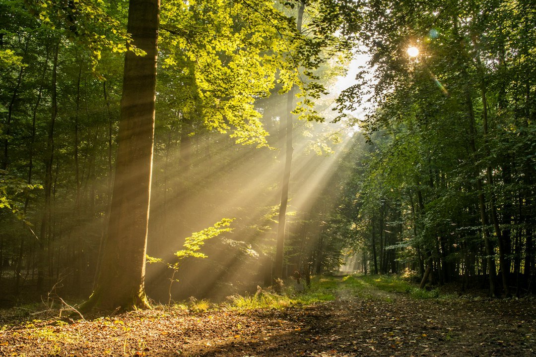 Rayons de soleil traversant un sous-bois.