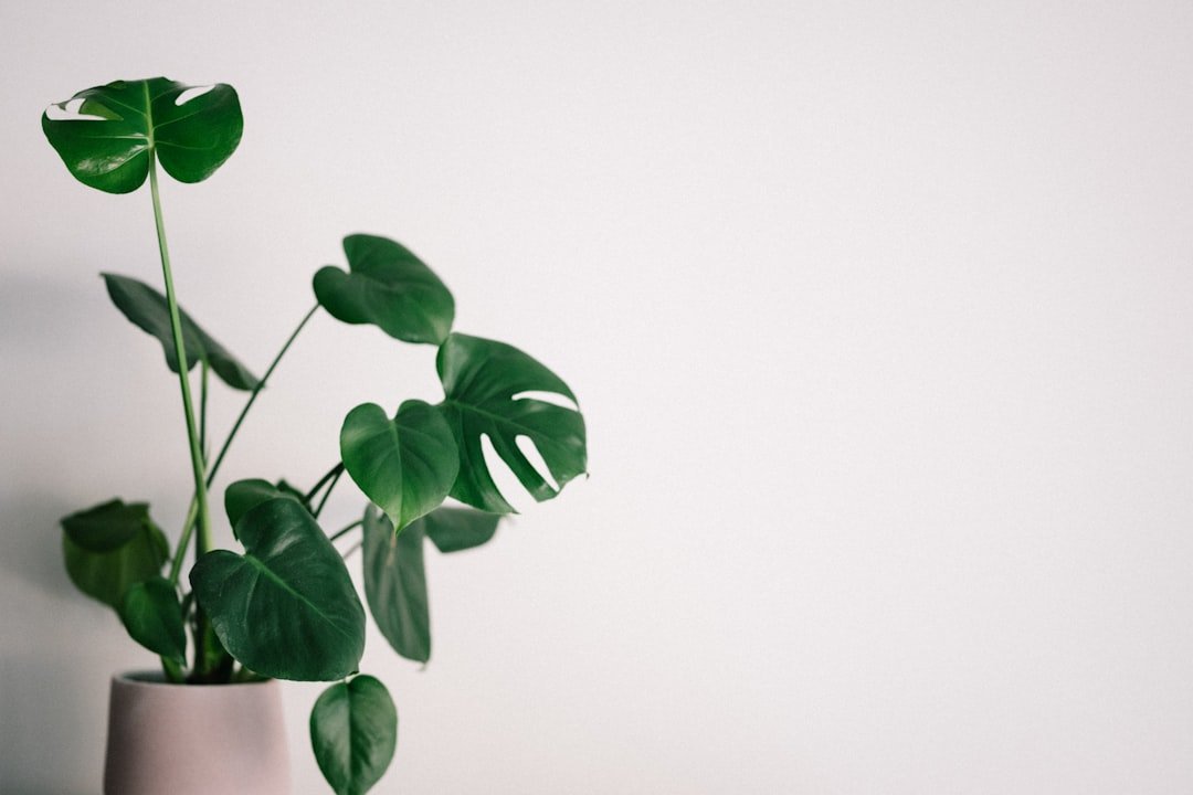 Plante verte devant un mur clair, avec un espace dégagé.