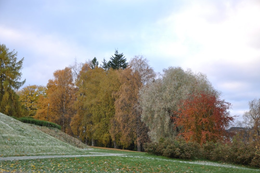Arbres aux couleurs de l’automne un matin de gel.