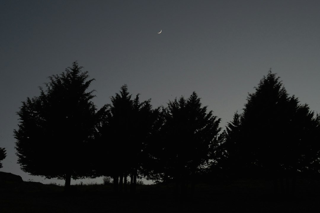 Croissant de lune au-dessus d’arbres en silhouette au crépuscule.