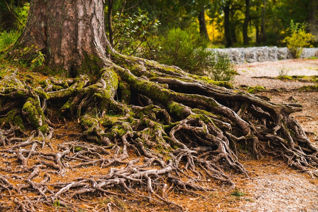 Racines d’un arbre dans la terre d’un sous-bois.